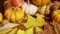 Fall still life with pumpkins and colorful maple leaves lying on the table filmed in closeup