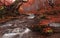 Fall Stream: Great Autumn Beech Forest Landscape In Red Color With Beautiful Mountain Creek And Misty Grey Forest. Enchanted Autum