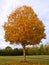 Fall Sugar Maple