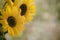 Fall Sunflowers on side with blur natural outside tones in background with room or space for copy, text or your words. Horizontal