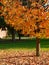 Fall: sunlit yellow tree green lawn