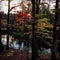 Fall sunset in the woods with autumn colors and leaves of red, orange, yellow.