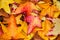 Fall Sweetgum Leaves