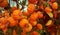 Fall Thanksgiving decor small orange pumpkins bouquet