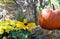 Fall Thanksgiving flower and Pumpkin Display