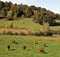 In fall time Limousin cattle