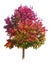 Fall Tree Isolated