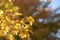 Fall tree leaves. Autumn copy space backdrop. Selective focus bo