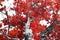 Fall tree with red leaves and black branches against a white background