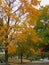 Fall tree turns orange in Kansas City with the start of Autumn