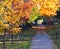 Fall Trees above City Sidewalk - Denver Colorado