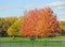 Fall trees at emerson park owasco lake