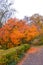 Fall trees in the foreground along the path in the city park on the Gellert Hill in Budapest, Hungary. Autumn tree branches and