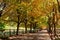 Fall Trees line Rural Country Lane