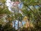 Fall trees, red, yellow and green foliage in autumn in the woods, looking up at the sky through the colorful leaves.  Natureâ€™s