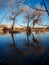 Fall Trees Reflecting on Water Bosque del Apache Wildlife Refuge