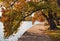 Fall trees at tidal basin