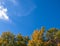 Fall Treetops under the Sky