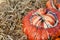 Fall Turks Turban gourd with a deep orange cap on straw