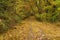 An Fall View of a Peaceful Woodland Trail