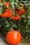 Fall vignette with yellow chrysanthemum flowers and orange pumpkin