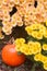 Fall vignette with yellow chrysanthemum flowers and orange pumpkins
