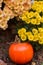 Fall vignette with yellow chrysanthemum flowers and orange pumpkins