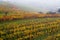 The fall vineyard