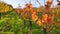 Fall vineyard. View from bellow  at carst vineyard in autumn colors at sunset. Red orange leaves on wires
