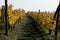 Fall, vineyards on hills