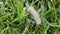 Fall Webworm Caterpillar on Grass 06 Slow Motion