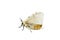 Fall webworm moth isolated on white background