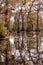 Fall wetland Merchants Millpond NC State Park USA