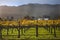 Fall Wine Vines Yellow Vineyards Napa