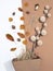 Fall Winter background. Autumn decor box with brunch, mushrooms and leaf.  Aesthetic seasonal minimal wallpaper