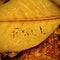 Fall written in autumn leaves