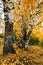 Fall yellow birch grove