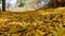 Falled leaves of Neem tree on the forest way