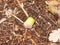 A fallen acorn on the dirt floor autumn