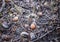 Fallen acorns in the forest in early spring