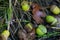 Fallen acorns in forest macro