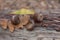 Fallen acorns lie on a wooden surface