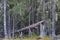 Fallen ancient evergreen tree in wild forest