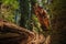 Fallen Ancient Redwood Tree