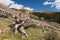 A Fallen Ancient Tree above Boreas Pass Road, Colorado.