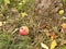 Fallen apple at a tree in autum