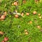 Fallen apples on grass