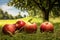 fallen apples on the grass with trees in background