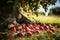 fallen apples on the grass under a tree