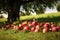 fallen apples on the grass under a tree